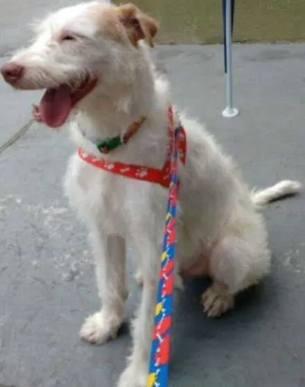 Cachorro ra a SRD idade 1 ano nome Chico