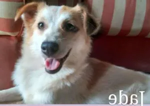 Cachorro raça SRD idade 2 anos nome Jade