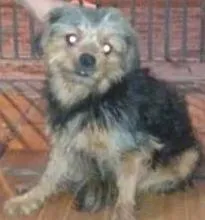 Cachorro ra a SRD idade 2 anos nome Juninho