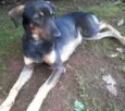 Pitucha