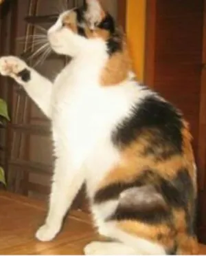Gato raça Srd idade 6 ou mais anos nome Menina
