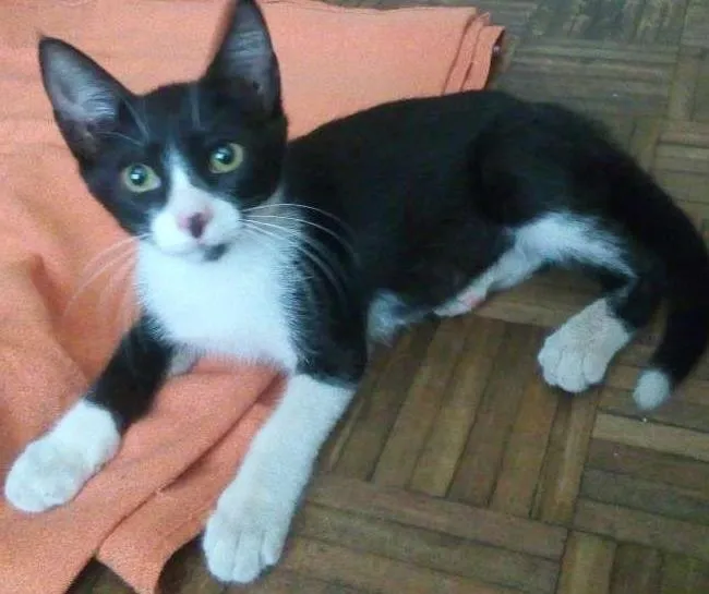 Gato ra a SRD idade 2 a 6 meses nome Frajola