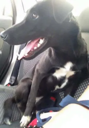 Cachorro raça vira lata idade  nome Pretinha