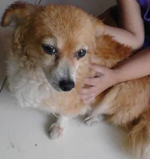 Cachorro raça SRD idade 6 ou mais anos nome Desconhecido 