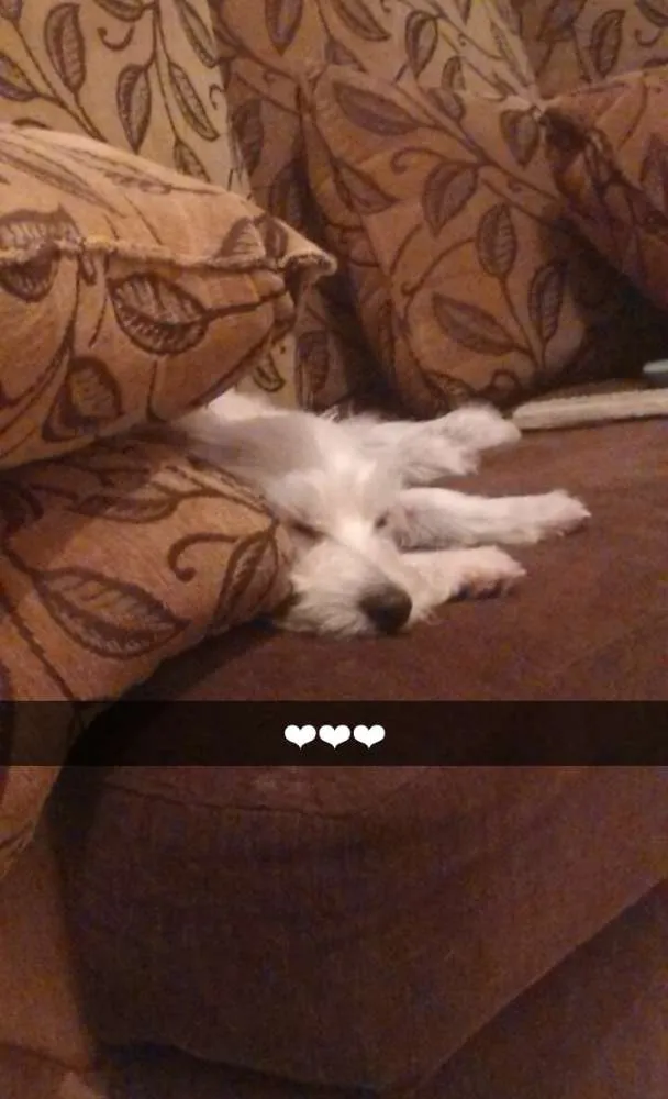Cachorro ra a SRD idade 3 anos nome Kiara
