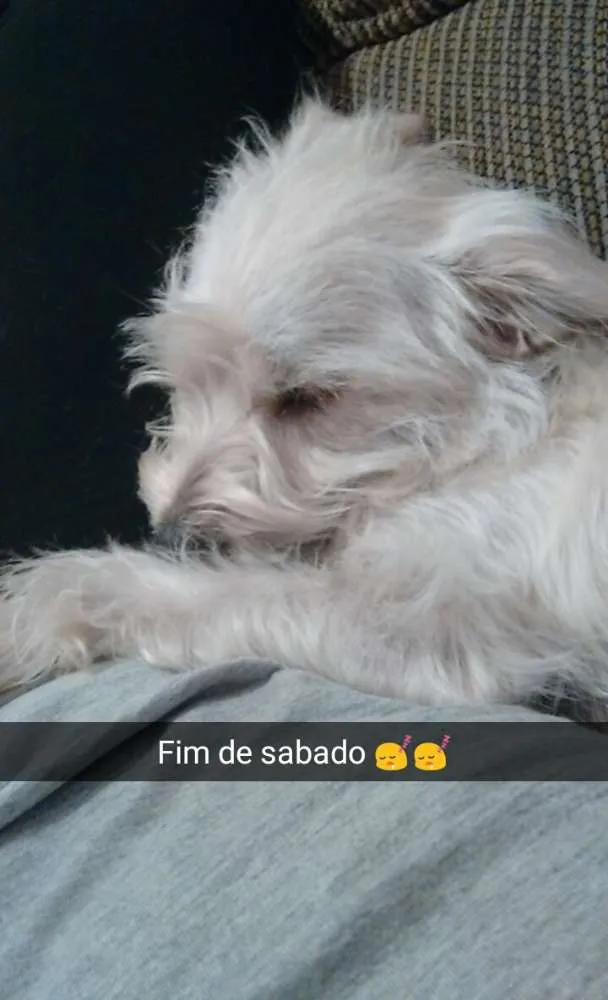 Cachorro ra a SRD idade 3 anos nome Kiara