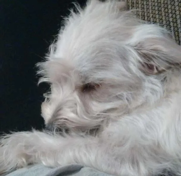 Cachorro ra a SRD idade 3 anos nome Kiara