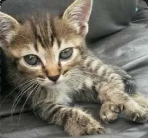 Gato raça SRD idade Abaixo de 2 meses nome Tigresinha