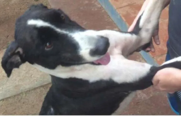 Cachorro ra a BoRder Collie idade 3 anos nome SCOTT