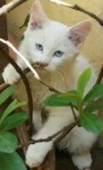 Gatão