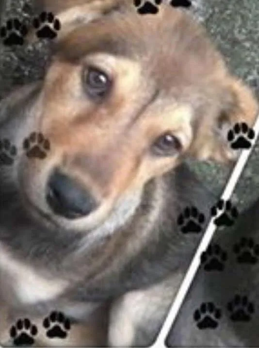 Cachorro raça raça não definida idade 1 ano nome kiara