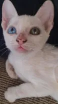 Gatinha