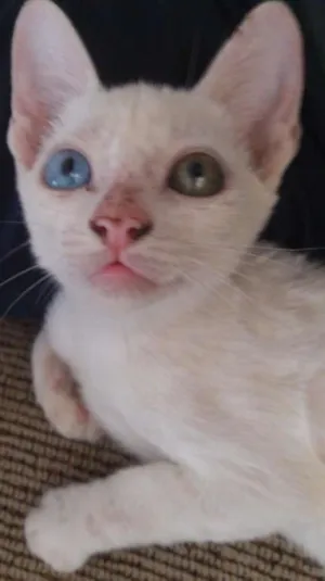 Gato raça  idade Abaixo de 2 meses nome Gatinha