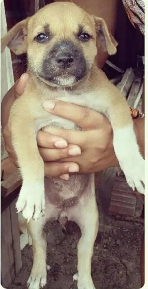 Cachorro raça vira-lata  idade 2 a 6 meses nome cachorros