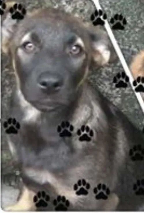 Cachorro raça não definida idade 1 ano nome Zagaia