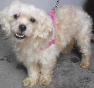 Cachorro raça Poodle idade 1 ano nome MILA