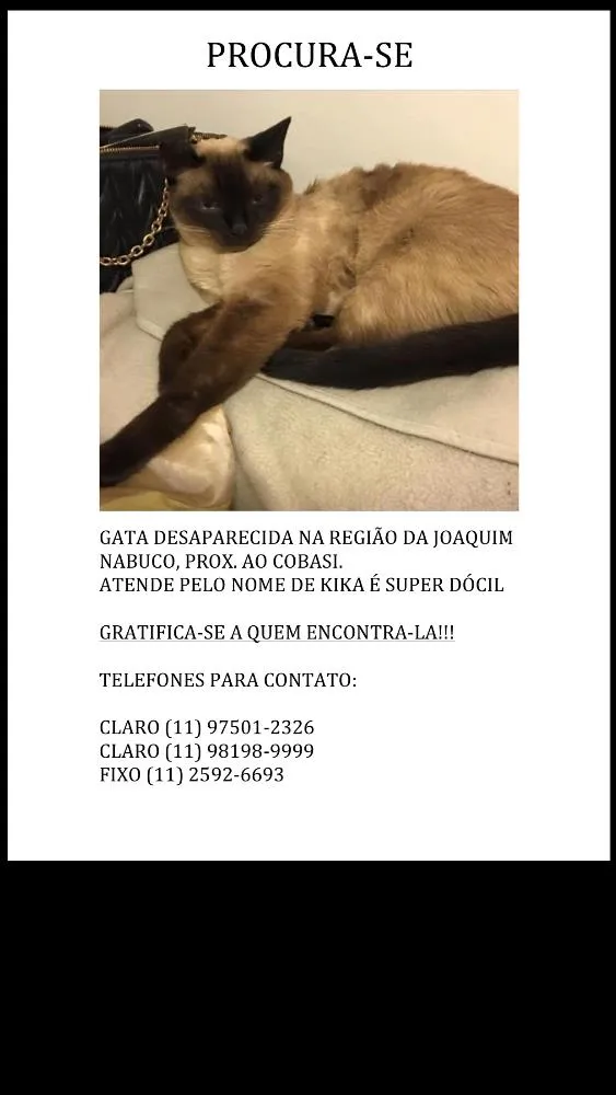 Gato ra a Siamês idade 6 ou mais anos nome Kika GRATIFICA