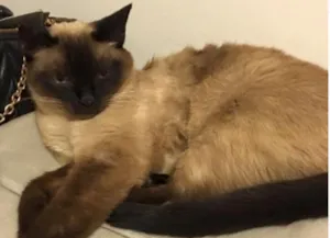 Gato raça Siamês idade 6 ou mais anos nome Kika GRATIFICA