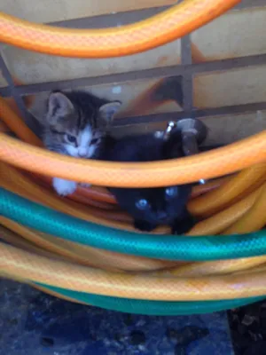 Gato raça Sem idade  nome Sem