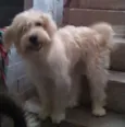 safira