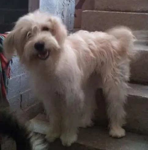 Cachorro ra a rnd idade 3 anos nome safira