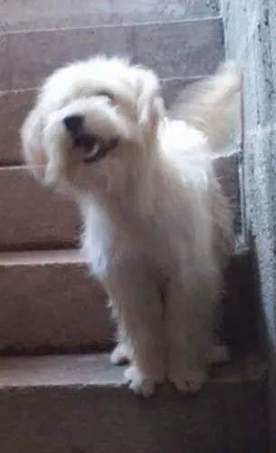 Cachorro ra a rnd idade 3 anos nome safira