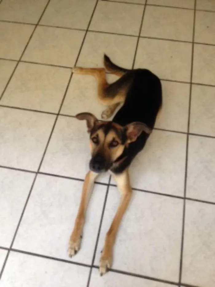 Cachorro raça SRD idade 1 ano nome Tommy