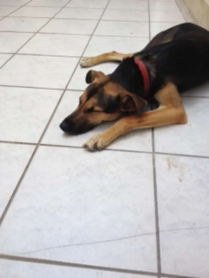 Cachorro raça SRD idade 1 ano nome Tommy