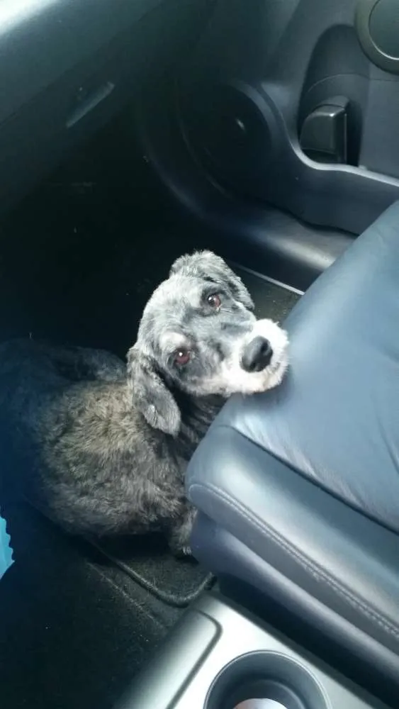 Cachorro ra a mix de schnauzer ou poodle idade  nome menina