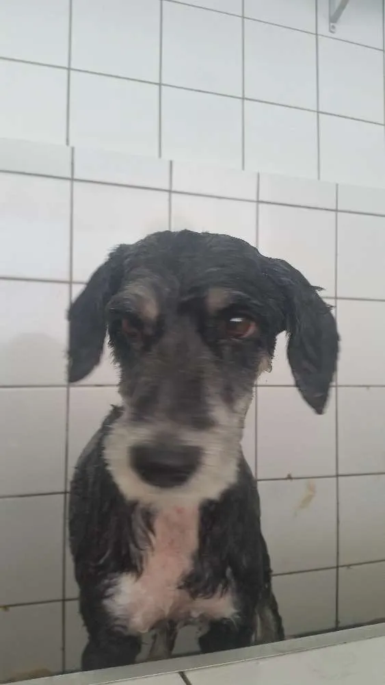 Cachorro ra a schnauzer mix entre poodle idade  nome menina