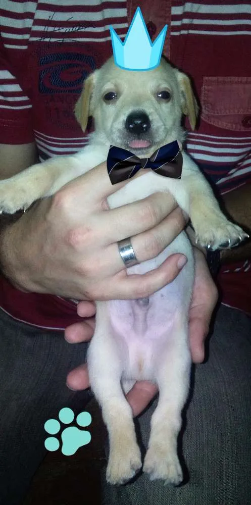 Cachorro ra a SRD idade Abaixo de 2 meses nome Filhotes 