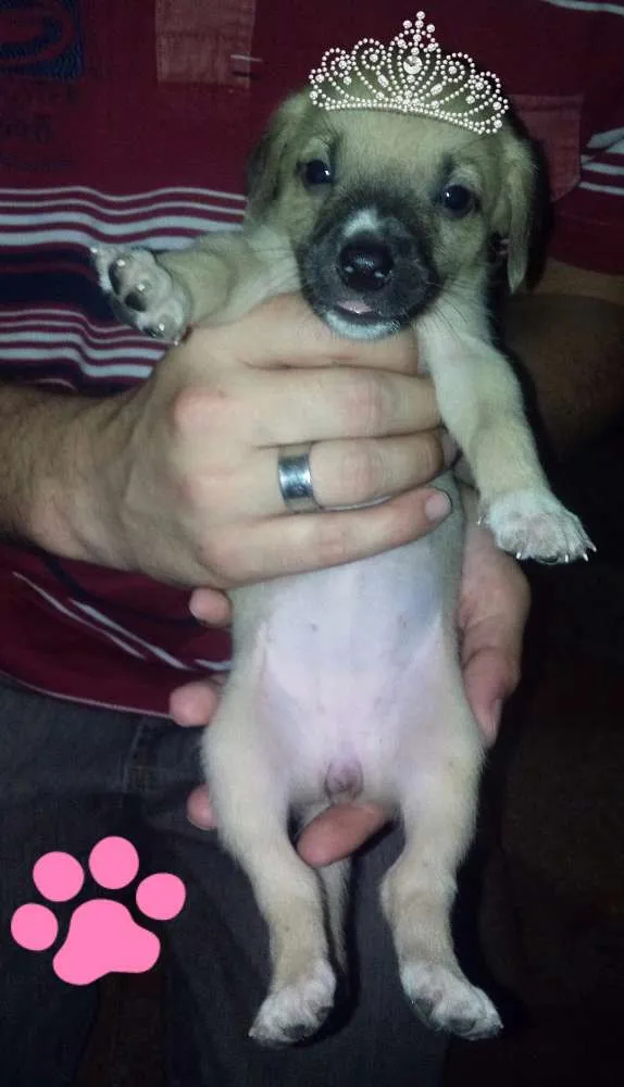 Cachorro ra a SRD idade Abaixo de 2 meses nome Filhotes 