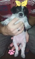 Filhotes