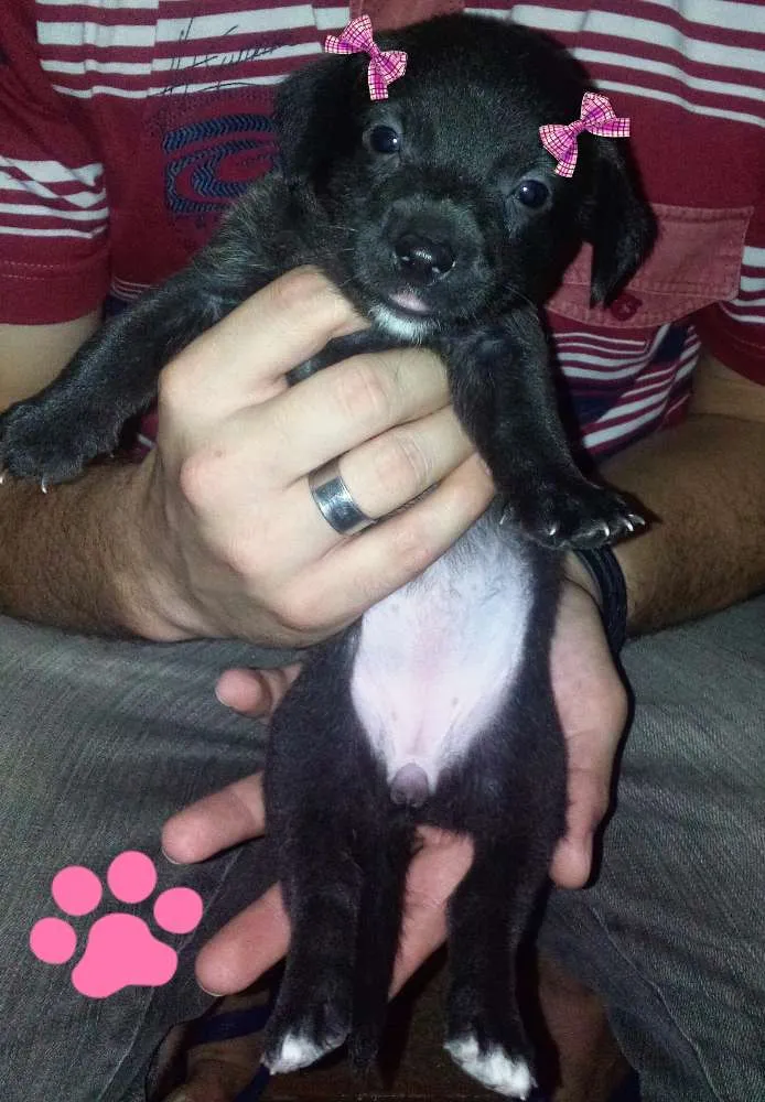 Cachorro ra a SRD idade Abaixo de 2 meses nome Filhotes 