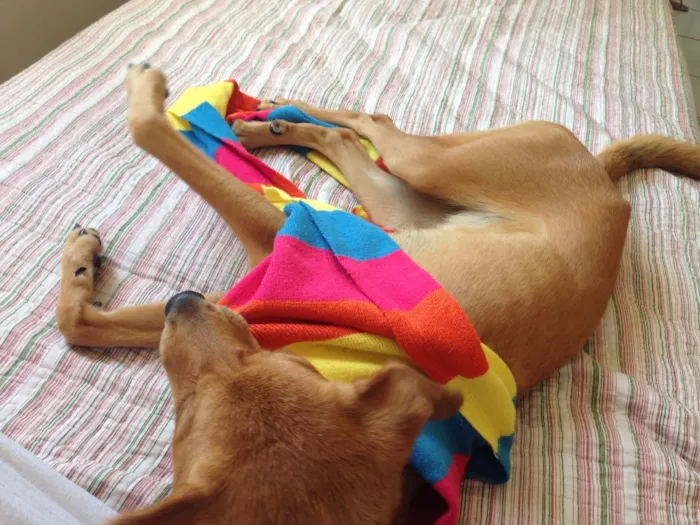 Cachorro raça Vira Lata idade 1 ano nome Luna