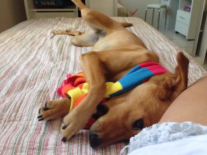 Cachorro raça Vira Lata idade 1 ano nome Luna
