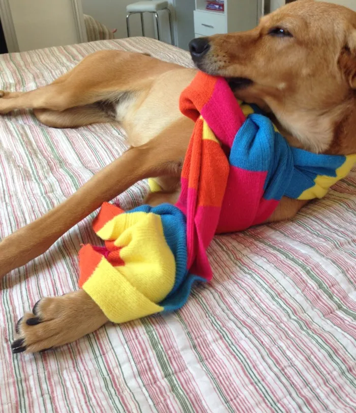 Cachorro raça Vira Lata idade 1 ano nome Luna
