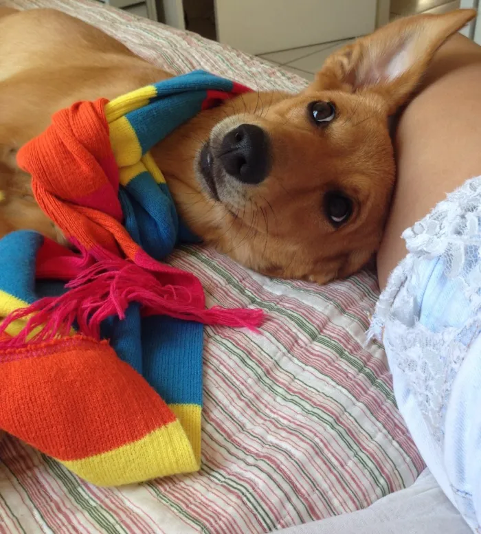 Cachorro raça Vira Lata idade 1 ano nome Luna