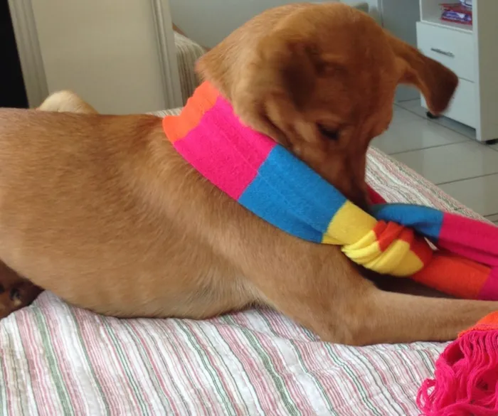 Cachorro raça Vira Lata idade 1 ano nome Luna