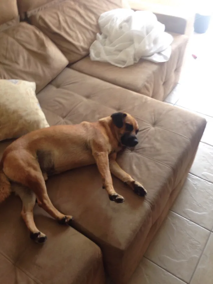 Cachorro raça vira-lata idade 3 anos nome Sem nome