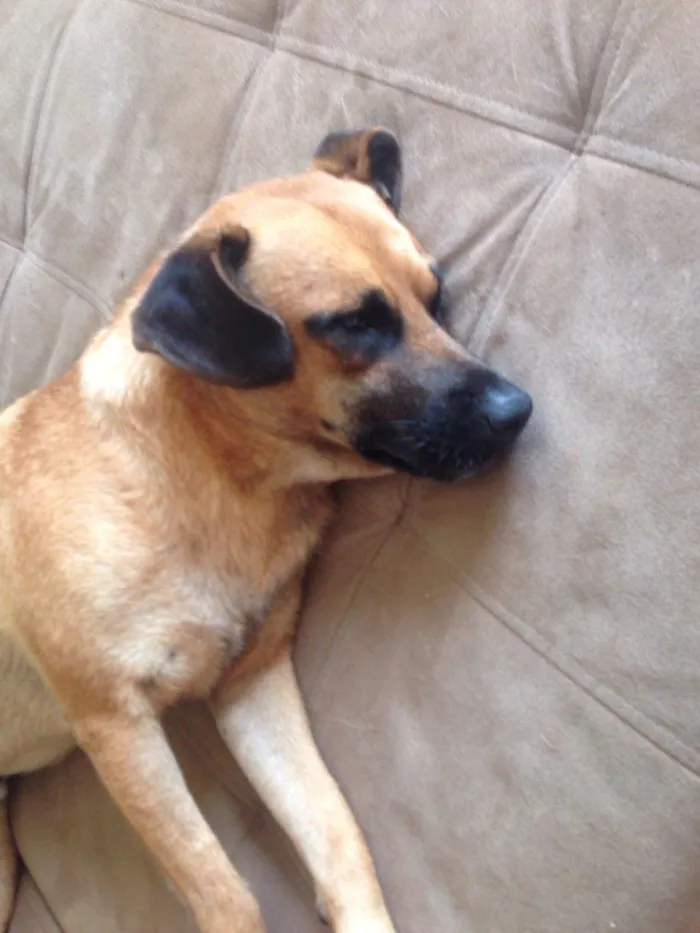 Cachorro raça vira-lata idade 3 anos nome Sem nome