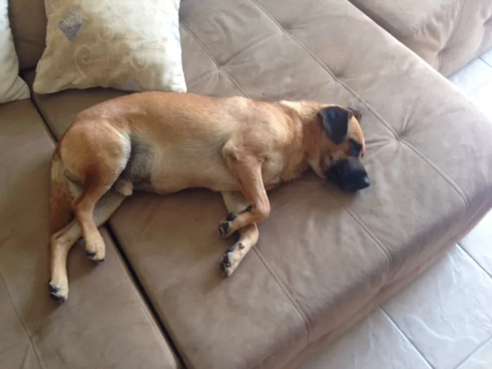 Cachorro raça vira-lata idade 3 anos nome Sem nome