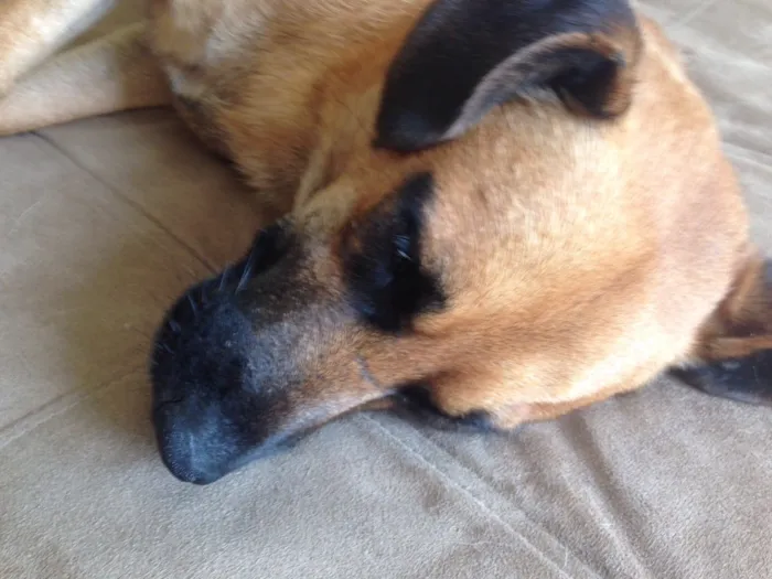 Cachorro raça vira-lata idade 3 anos nome Sem nome