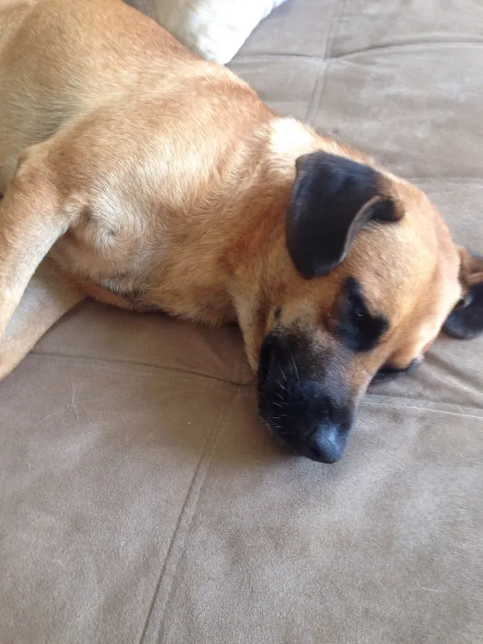 Cachorro raça vira-lata idade 3 anos nome Sem nome