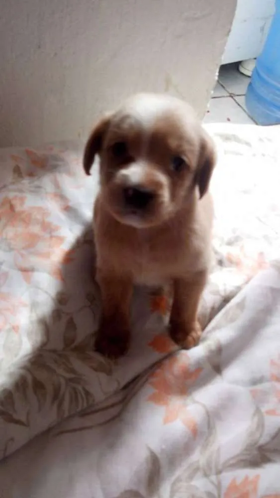 Cachorro ra a mix de         mix de salsicha                         idade 2 a 6 meses nome bebe mel