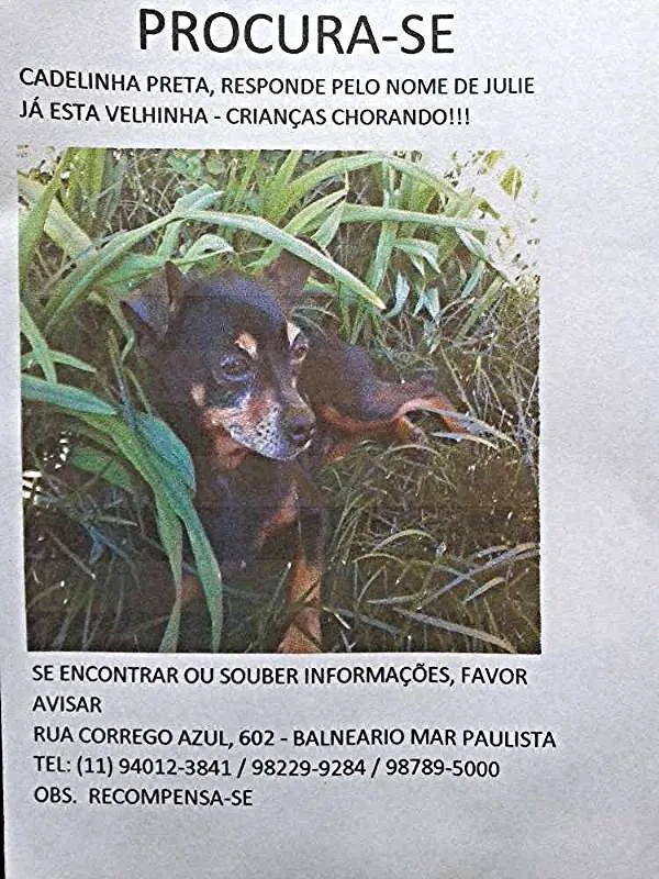 Cachorro ra a Pinscher idade 6 ou mais anos nome Julie GRATIFICA