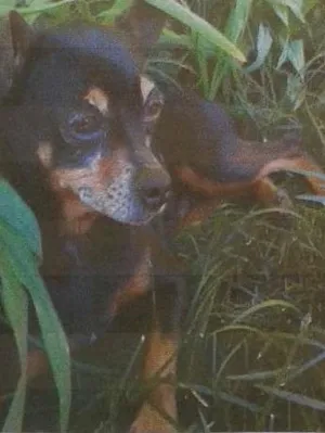 Cachorro raça Pinscher idade 6 ou mais anos nome Julie GRATIFICA