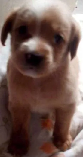 Cachorro raça mix de         mix de salsicha                         idade 2 a 6 meses nome bebe mel