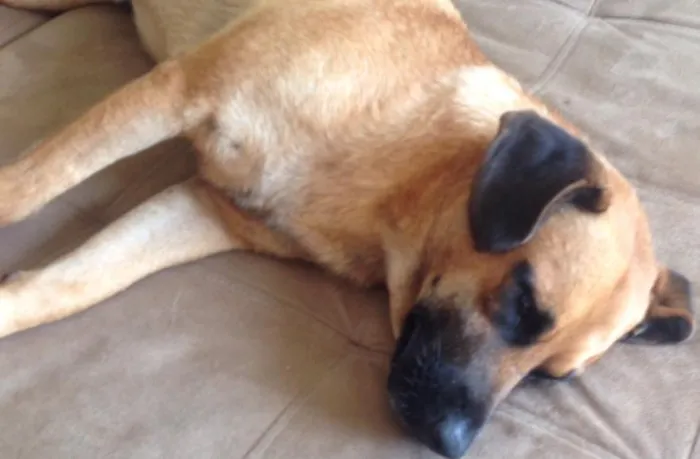 Cachorro raça vira-lata idade 3 anos nome Sem nome