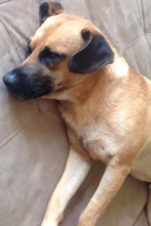 Cachorro raça vira-lata idade 3 anos nome Sem nome